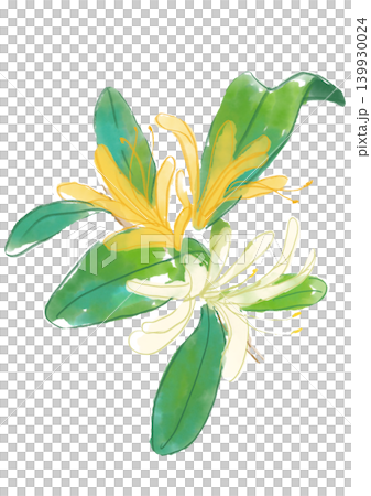 咲き誇るスイカズラの花の手描きの水彩イラスト 咲き誇るスイカズラの花の手描きの水彩イラスト 139930024
