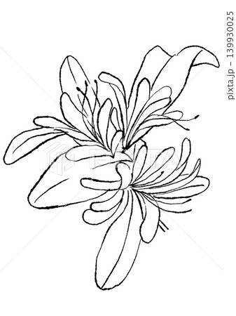 咲き誇るスイカズラの花の手描きの線画イラスト 咲き誇るスイカズラの花の手描きの線画イラスト 139930025
