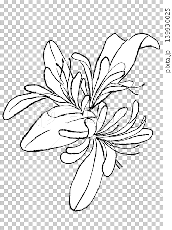 咲き誇るスイカズラの花の手描きの線画イラスト 咲き誇るスイカズラの花の手描きの線画イラスト 139930025