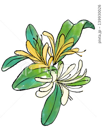 咲き誇るスイカズラの花の手描きの線画と水彩イラスト 咲き誇るスイカズラの花の手描きの線画と水彩イラスト 139930026