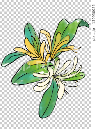 咲き誇るスイカズラの花の手描きの線画と水彩イラスト 咲き誇るスイカズラの花の手描きの線画と水彩イラスト 139930026