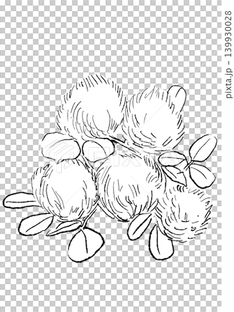 A hand-drawn line art illustration of a smoke tree in full bloom. A hand-drawn line art illustration of a smoke tree in full bloom. 139930028