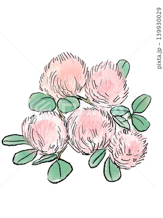 咲き誇るスモークツリーの花の手描きの線画と水彩イラスト 咲き誇るスモークツリーの花の手描きの線画と水彩イラスト 139930029