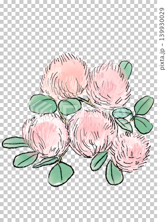 咲き誇るスモークツリーの花の手描きの線画と水彩イラスト 咲き誇るスモークツリーの花の手描きの線画と水彩イラスト 139930029