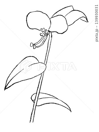 咲き誇るツユクサの花の手描きの線画イラスト 咲き誇るツユクサの花の手描きの線画イラスト 139930031