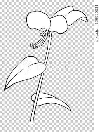 咲き誇るツユクサの花の手描きの線画イラスト 咲き誇るツユクサの花の手描きの線画イラスト 139930031