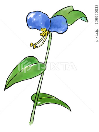 咲き誇るツユクサの花の手描きの線画と水彩イラスト 咲き誇るツユクサの花の手描きの線画と水彩イラスト 139930032