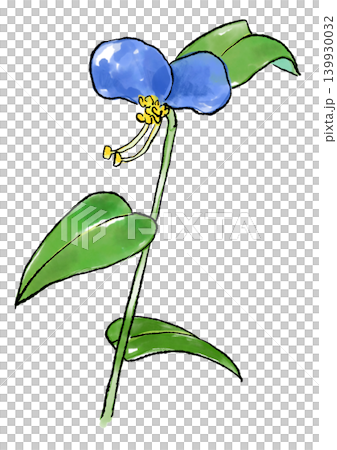 咲き誇るツユクサの花の手描きの線画と水彩イラスト 咲き誇るツユクサの花の手描きの線画と水彩イラスト 139930032