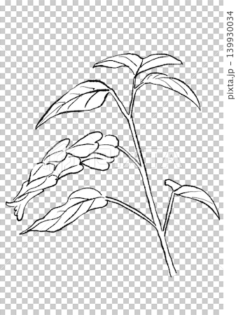 一幅手繪線條藝術插圖,描繪了盛開的貝洛佩羅內花。 一幅手繪線條藝術插圖,描繪了盛開的貝洛佩羅內花。 139930034