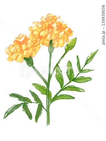 咲き誇るマリーゴールドの花の手描きの水彩イラスト 139930036