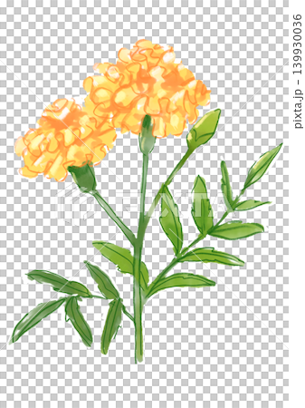 咲き誇るマリーゴールドの花の手描きの水彩イラスト 139930036