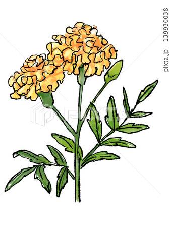 咲き誇るマリーゴールドの花の手描きの線画と水彩イラスト 139930038
