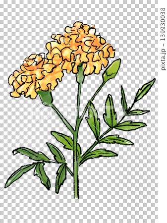 咲き誇るマリーゴールドの花の手描きの線画と水彩イラスト 139930038