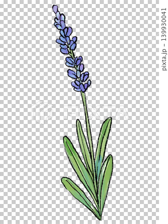 Hand-drawn line art and watercolor illustration of blooming lavender flowers Hand-drawn line art and watercolor illustration of blooming lavender flowers 139930041