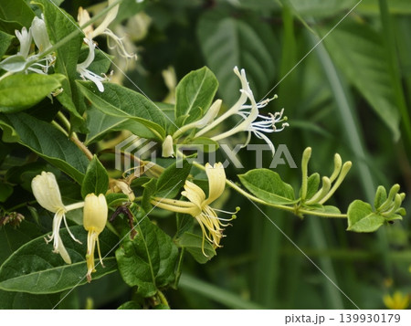 白から黄へ色を変えるスイカズラの花 白から黄へ色を変えるスイカズラの花 139930179