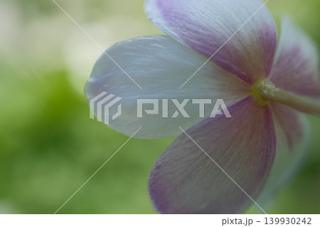 紫と白が重なる花弁の質感と柔らかな背景 紫と白が重なる花弁の質感と柔らかな背景 139930242