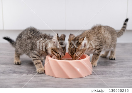 Two cute little brown tabby kittens eating from a bowl on a light background Two cute little brown tabby kittens eating from a bowl on a light background 139930256