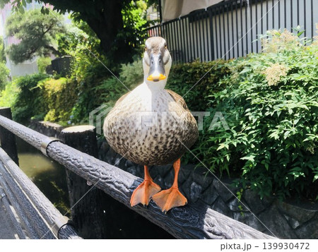 住宅街を流れる水路の柵にとまるカルガモ 正面 住宅街を流れる水路の柵にとまるカルガモ 正面 139930472