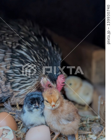 Mother Hen Watching Newly Hatched Chicks Inside Rustic Chicken Coop Mother Hen Watching Newly Hatched Chicks Inside Rustic Chicken Coop 139930740