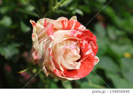 マダラ模様の薔薇 139930840