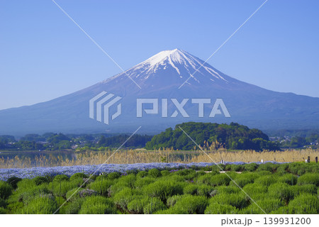 山梨県の大石公園から見る春の富士山 山梨県の大石公園から見る春の富士山 139931200