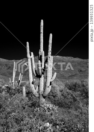 Old Saguaro Cactus Sonora desert Arizona in Black and White 139931325