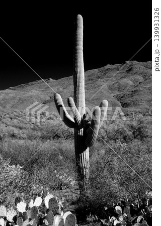 Old Saguaro Cactus Sonora desert Arizona in Black and White 139931326