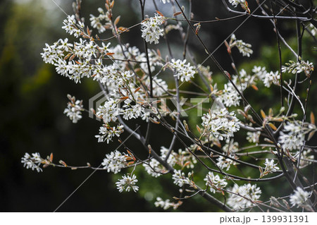 白い花弁をつけ遅く咲く桜の仲間、ザイフリボク 白い花弁をつけ遅く咲く桜の仲間、ザイフリボク 139931391