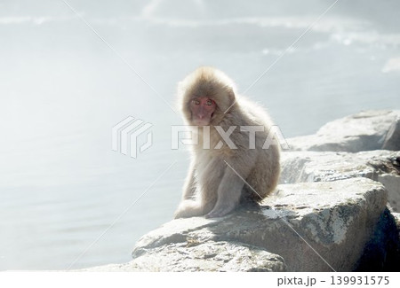 地獄谷温泉の子猿 139931575