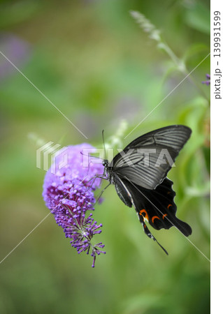 フサフジウツギの花の蜜を吸っているクロアゲハ フサフジウツギの花の蜜を吸っているクロアゲハ 139931599