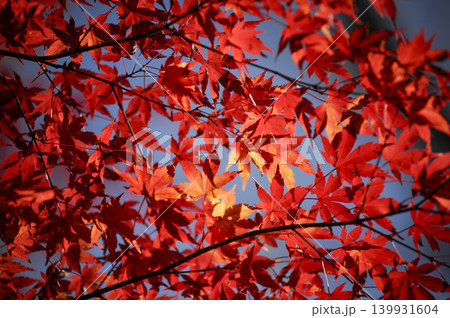 真っ赤に紅葉したカエデ 139931604