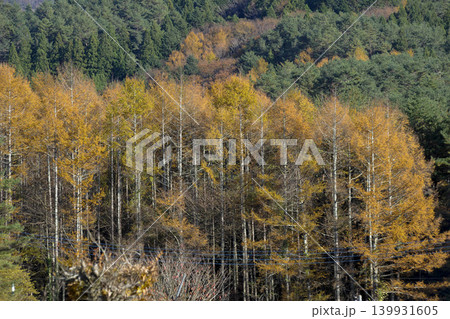 黄色く紅葉する針葉樹・落葉松・忍野村 139931605