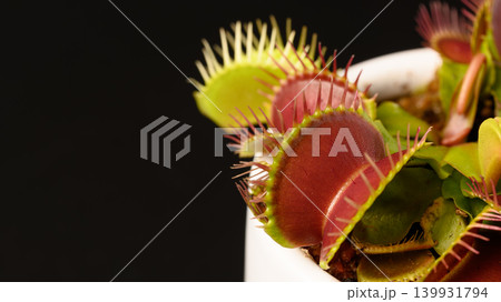 黒背景の食虫植物ハエトリグサのクローズアップ 黒背景の食虫植物ハエトリグサのクローズアップ 139931794
