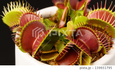 黒背景の食虫植物ハエトリグサのクローズアップ 黒背景の食虫植物ハエトリグサのクローズアップ 139931795