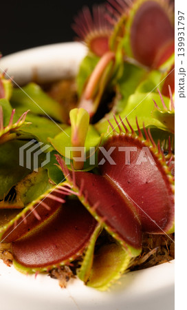 黒背景の食虫植物ハエトリグサのクローズアップ 139931797