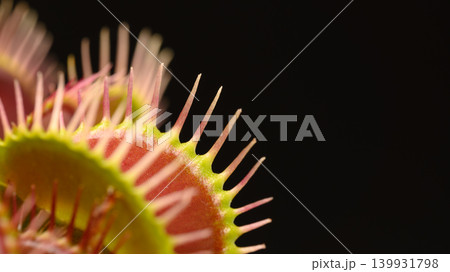黒背景の食虫植物ハエトリグサのクローズアップ 139931798