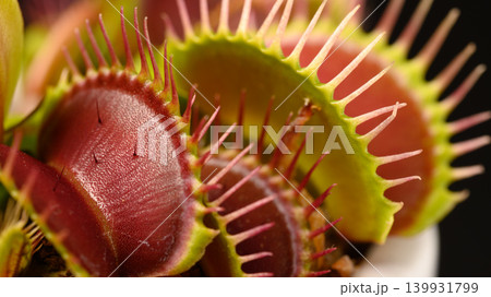 黒背景の食虫植物ハエトリグサのクローズアップ 黒背景の食虫植物ハエトリグサのクローズアップ 139931799