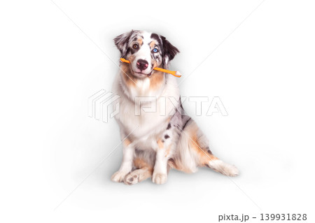 Aussie dog with multicolored eyes holds a orange toothbrush in mouth. White background photo png 139931828