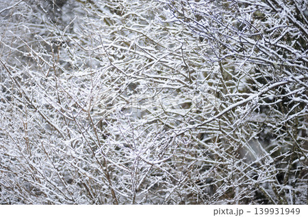 細い枝に雪がびっしり積もった銀世界 139931949