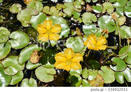 アサザ（ミツガシワ科）浮葉植物の絶滅危惧種 139932031