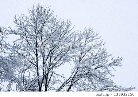 細い枝に雪がびっしり積もった銀世界 139932150