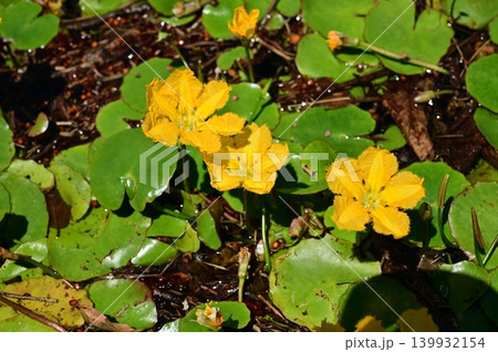 アサザ(ミツガシワ科)浮葉植物の絶滅危惧種 アサザ(ミツガシワ科)浮葉植物の絶滅危惧種 139932154