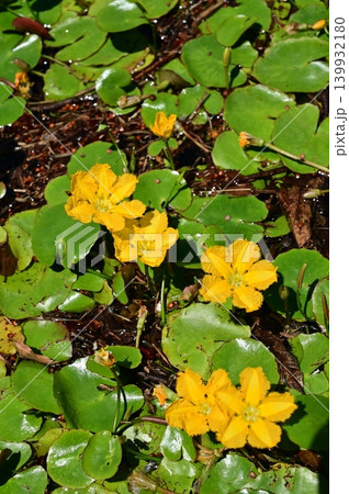 アサザ(ミツガシワ科)浮葉植物の絶滅危惧種 アサザ(ミツガシワ科)浮葉植物の絶滅危惧種 139932180