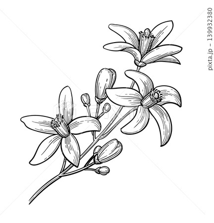 Neroli. Bitter orange branch ink sketch. 139932380