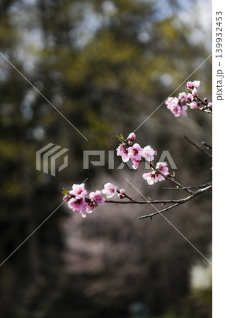 春を寿ぐモモの花 139932453