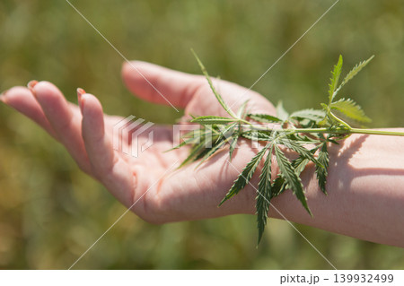Fresh harvested hemp plant on a woman's hand, close-up. Industrial hemp cultivation and legal cannabis industry. Fresh harvested hemp plant on a woman's hand, close-up. Industrial hemp cultivation and legal cannabis industry. 139932499