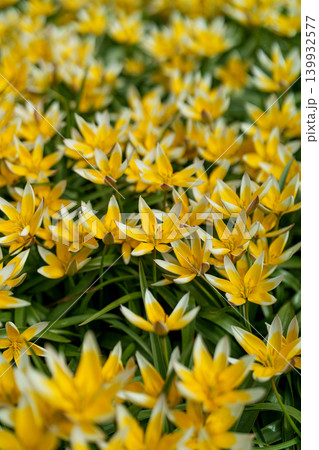 Field of yellow botanical tulips among green leaves. Tulipa urumiensis. Field of yellow botanical tulips among green leaves. Tulipa urumiensis. 139932577