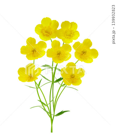 buttercup flowers isolated on white background 139932823