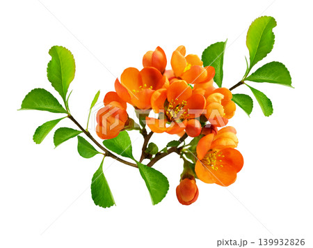 branch of blooming quince with orange flowers isolated on white background branch of blooming quince with orange flowers isolated on white background 139932826