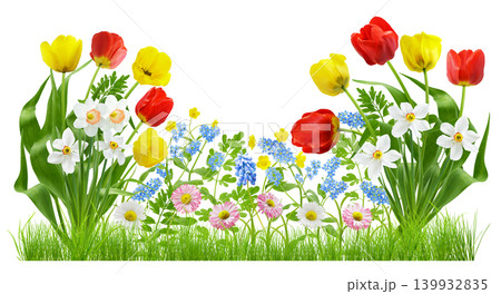 Flower bed with tulips, daffodils, daisies, forget-me-not and buttercup flowers in the green grass isolated on white background 139932835